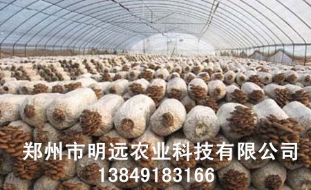山西临汾食用菌大棚怎么建造 得多少钱