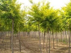 山东榆树苗专业养殖基地当然选择济南木林森，优良品