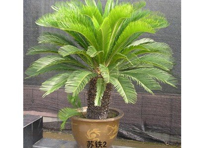 当地的花卉绿植租摆哪家好@沈阳绿缘花卉租摆公司，