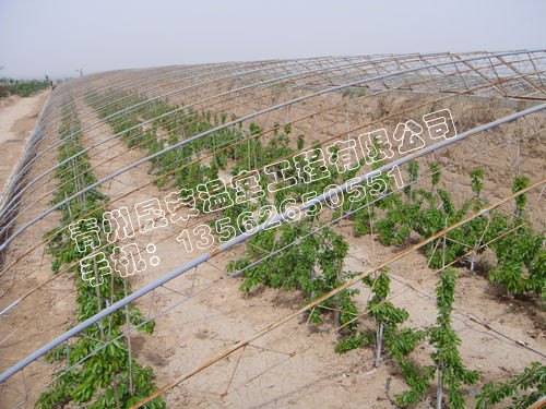 苦瓜苗温室大棚建造（甜瓜苗温室大棚建造）樱桃温室