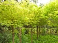 山东8公分黄金槐专业养殖当然还是济南木林森，成活