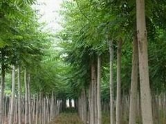 山东木林森头椿小苗高成活率，超低价格，欢迎选购！