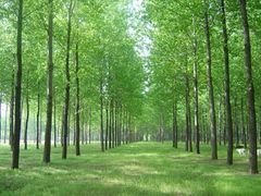 山东速生杨哪家好？价格是多少？来济南木林森，价格