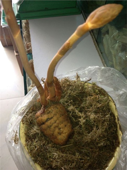 销量好的天麻报价 天麻代理加盟