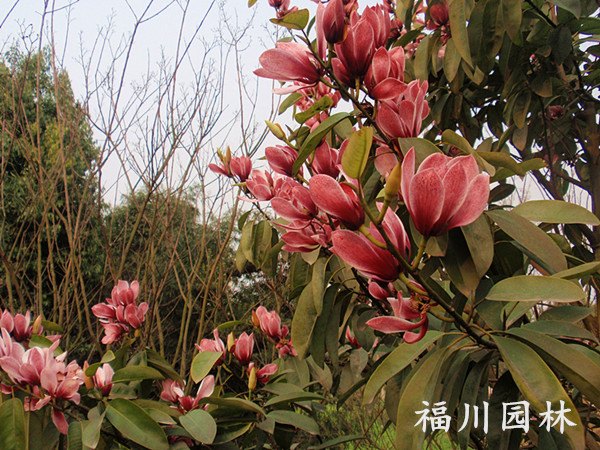 要买红花深山含笑首选福川园林——成都红花深山含笑