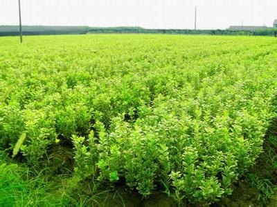 青州瓜子黄杨基地草花苗木基地价格便宜