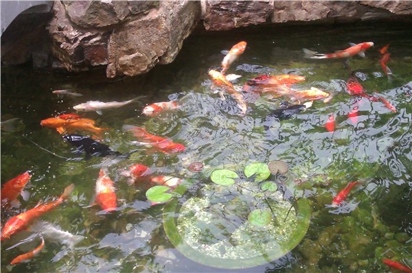 南京花园鱼池水净化工程。常年清澈见底