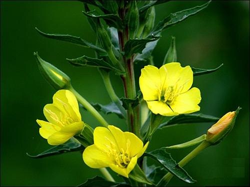 【山东青州月见草 天津月见草 山西太原月见草】