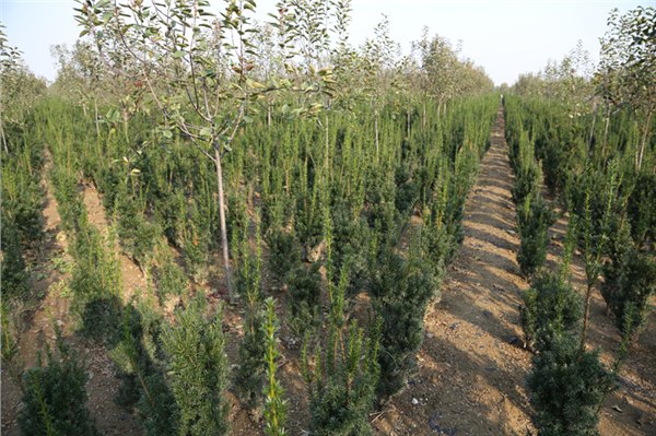 甘肃曼地亚红豆杉小苗专业培育基地直销价格逆天