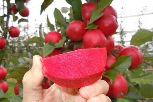 供应优质苹果树苗包品种包成活