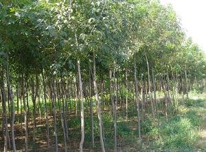 速生白蜡小苗批发价格【速生白蜡小苗】基地印鸿百热