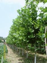 济宁造型法桐批发基地-印鸿百，供应报价最低的济宁