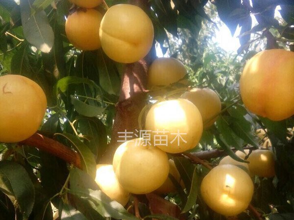 优质晚黄金桃苗供应