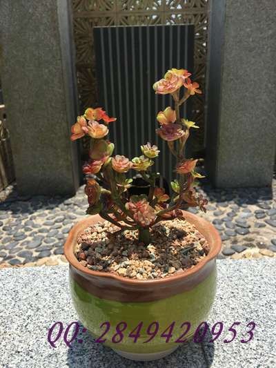 窑变釉陶瓷多肉个性花盆