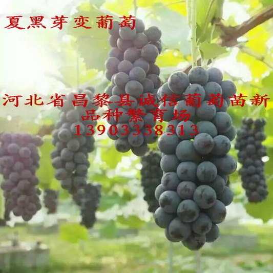 夏黑芽变葡萄苗