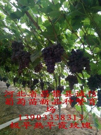 早霞玫瑰葡萄苗
