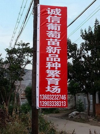 早夏无核葡萄苗价格