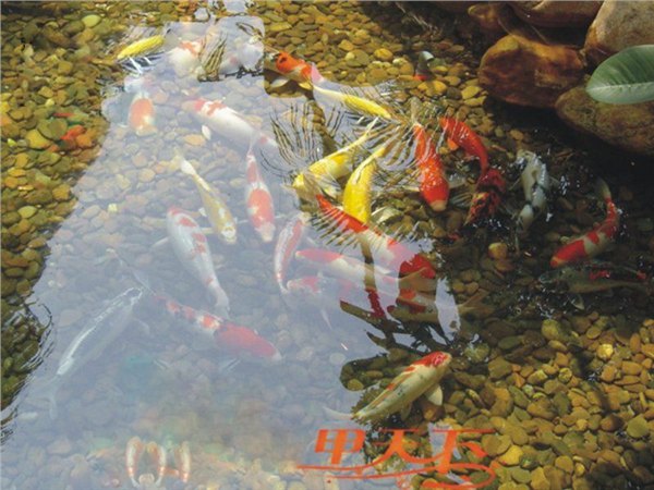 镇江市花园鱼池生物净化工程。国内一流技术