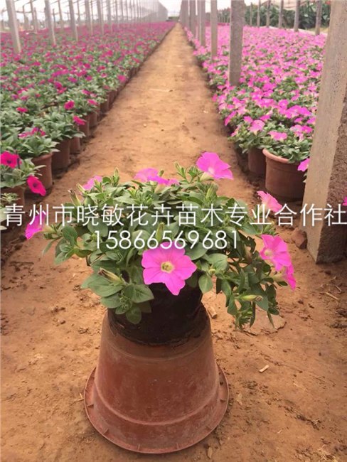 供应山东草花垂吊牵牛批发基地 