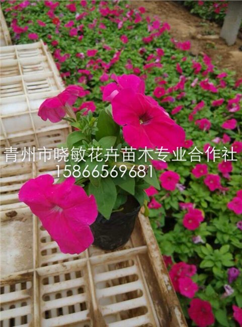 供应山东草花矮牵牛批发基地