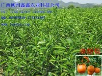 广西果苗供应、广西果苗哪里有卖
