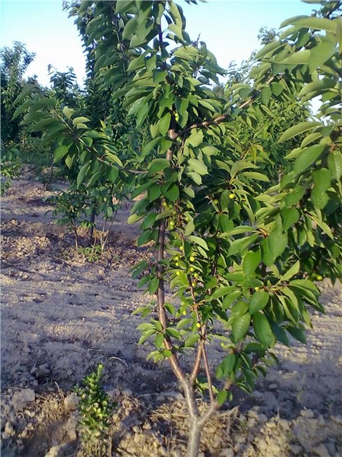 樱桃树2-5公分，钙果苗，核桃树，山楂苗，北美海棠