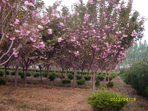 资讯：泰安樱花苗木基地报价直销