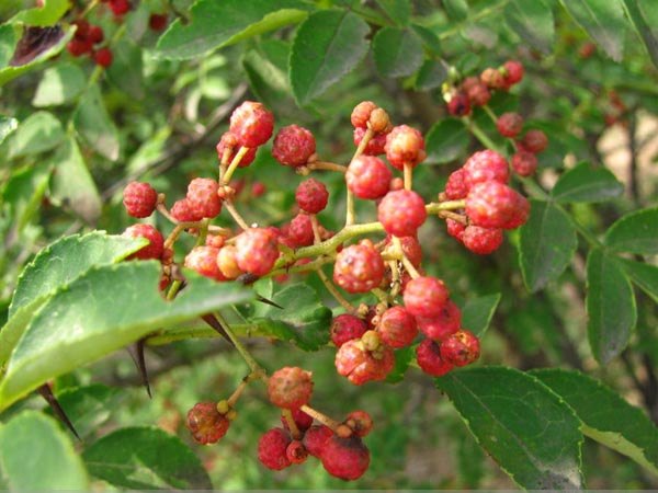 2015山东花椒种苗多少钱一棵