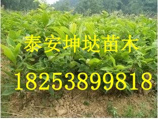 山东板栗苗低价批发，就来坤垯苗木
