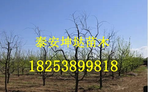 山东5公分枣树苗基地直供价格