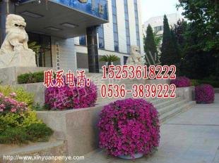 景观花球厂家批发价格