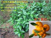 广西果苗基地哪家好