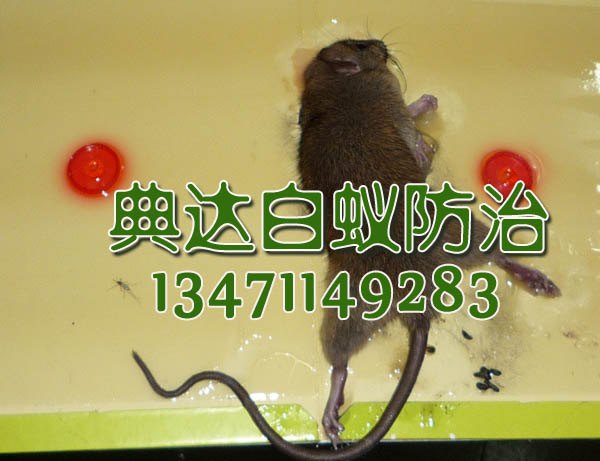 南宁一流的酒店灭老鼠公司，当属典达白蚁防治公司_