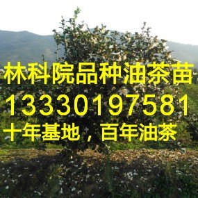 油茶苗价格,油茶苗的品种,江西油茶苗,油茶树苗多少钱一棵