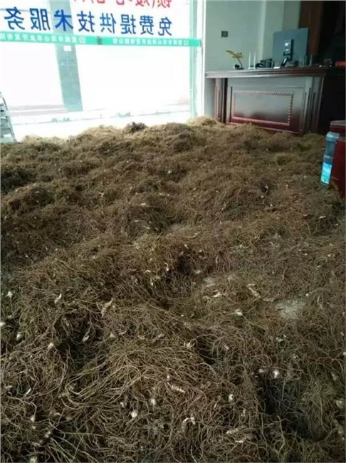 云南滇重楼种苗销售