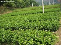 广西黄金柑苗需要多少钱一棵