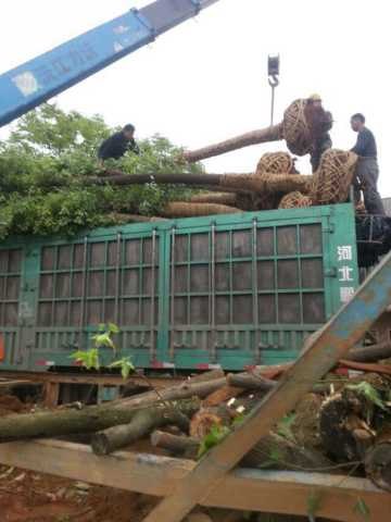 截杆移植香樟大型25公分-45公分最低精品优质价格 益阳最低网上报价