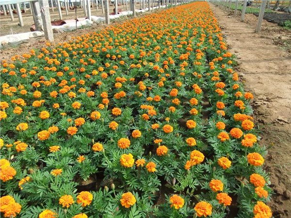 潍坊青州草花基地怎么样：草花批发