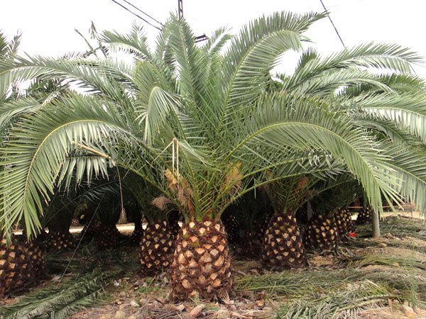 巴西樱桃种植基地|供应福建成活率高的亿松加拿利海