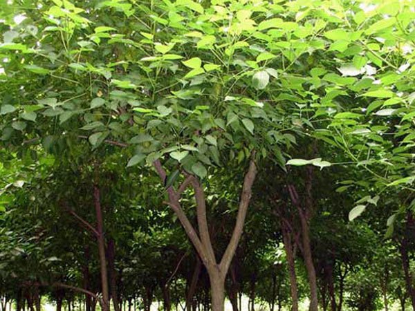 巴南红皮榕 想要易种植的红皮榕就来亿松公司