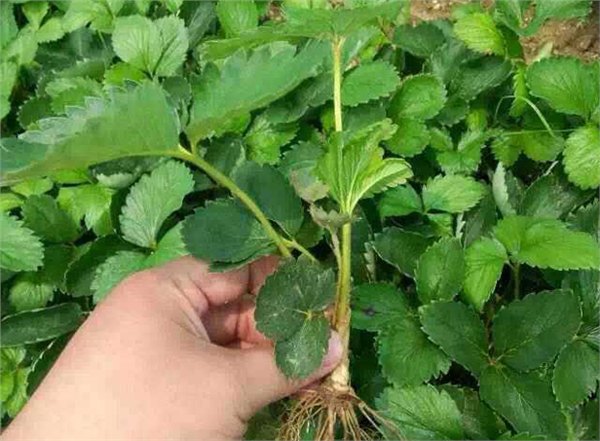 安徽草莓苗——山东草莓苗推荐