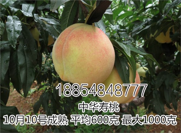 山西中华寿桃苗基地龙泽出售【详情报价咨询】