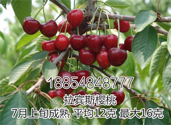 【停下脚步】合肥拉宾斯樱桃苗基地/自产自销