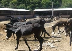 德州肉驴繁育基基地【9月放价】如此价格不容错过！