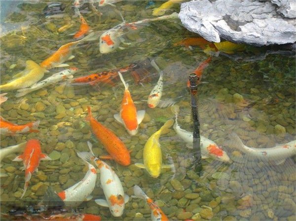 嘉兴市酒店鱼池、别墅鱼池净化工程。