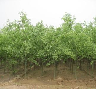 冠县柳树种植基地，哪里能买到高质量的柳树苗