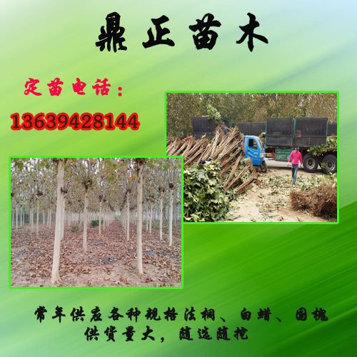 急售大批河南郑州4公分法桐