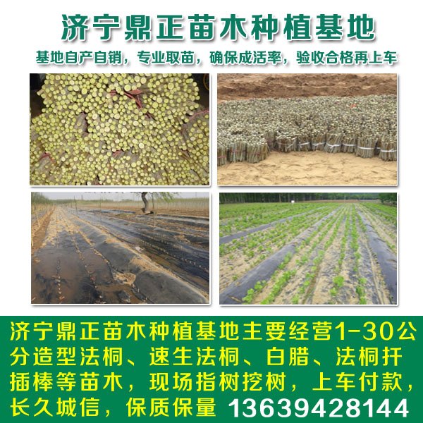 山东2年帽14公分法桐价格