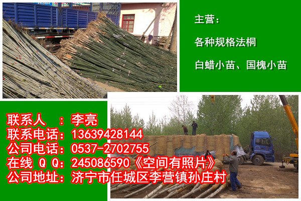 济宁法桐小苗的栽培注意