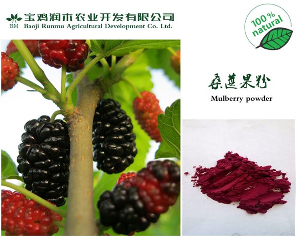 供应优质厂家 供应桑葚果粉 水溶性好